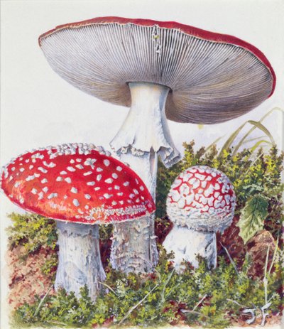 Study of Fungus by Josef Fleischmann